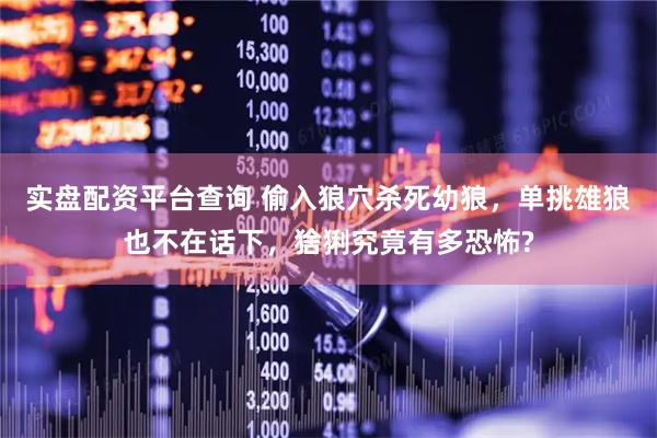 实盘配资平台查询 偷入狼穴杀死幼狼，单挑雄狼也不在话下，猞猁究竟有多恐怖?